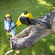 Best Palm Tree Trimming  in Mango, FL