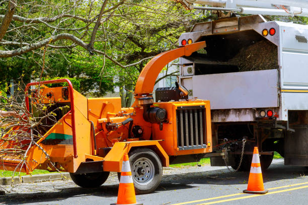 Trusted Mango, FL Tree Removal Experts
